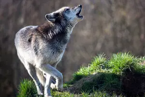 Волки, лисицы и шакалы подбираются к нашим городам — что об этом надо знать и в чем угроза для людей